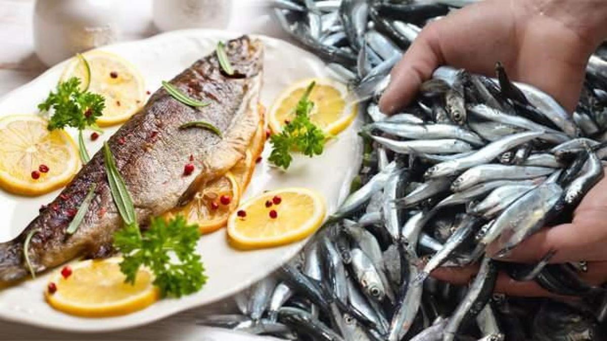خطوات وشروط استيراد الأسماك من تركيا