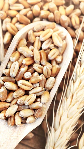 Wheat wholesale trade - import from Turkey Wheat