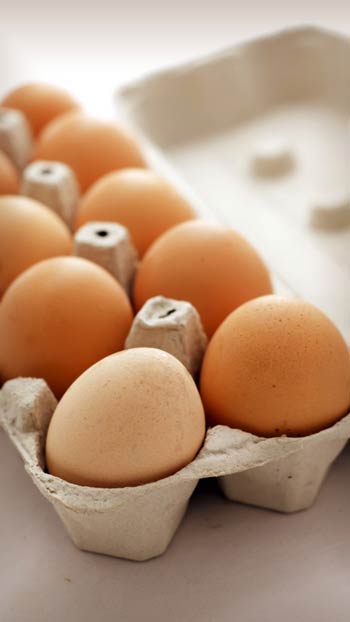 Wholesaler eggs trade - eggs import from Turkey Eggs