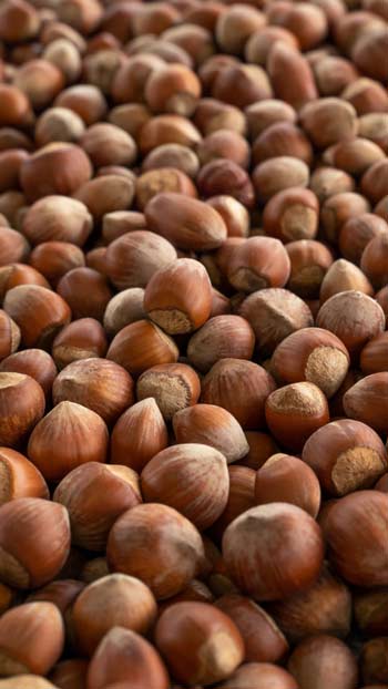 Hazelnut trade in Turkey - importing Hazelnut from Turkey Turkish Hazelnut